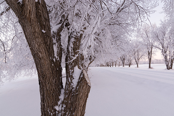 Winter in Alberta